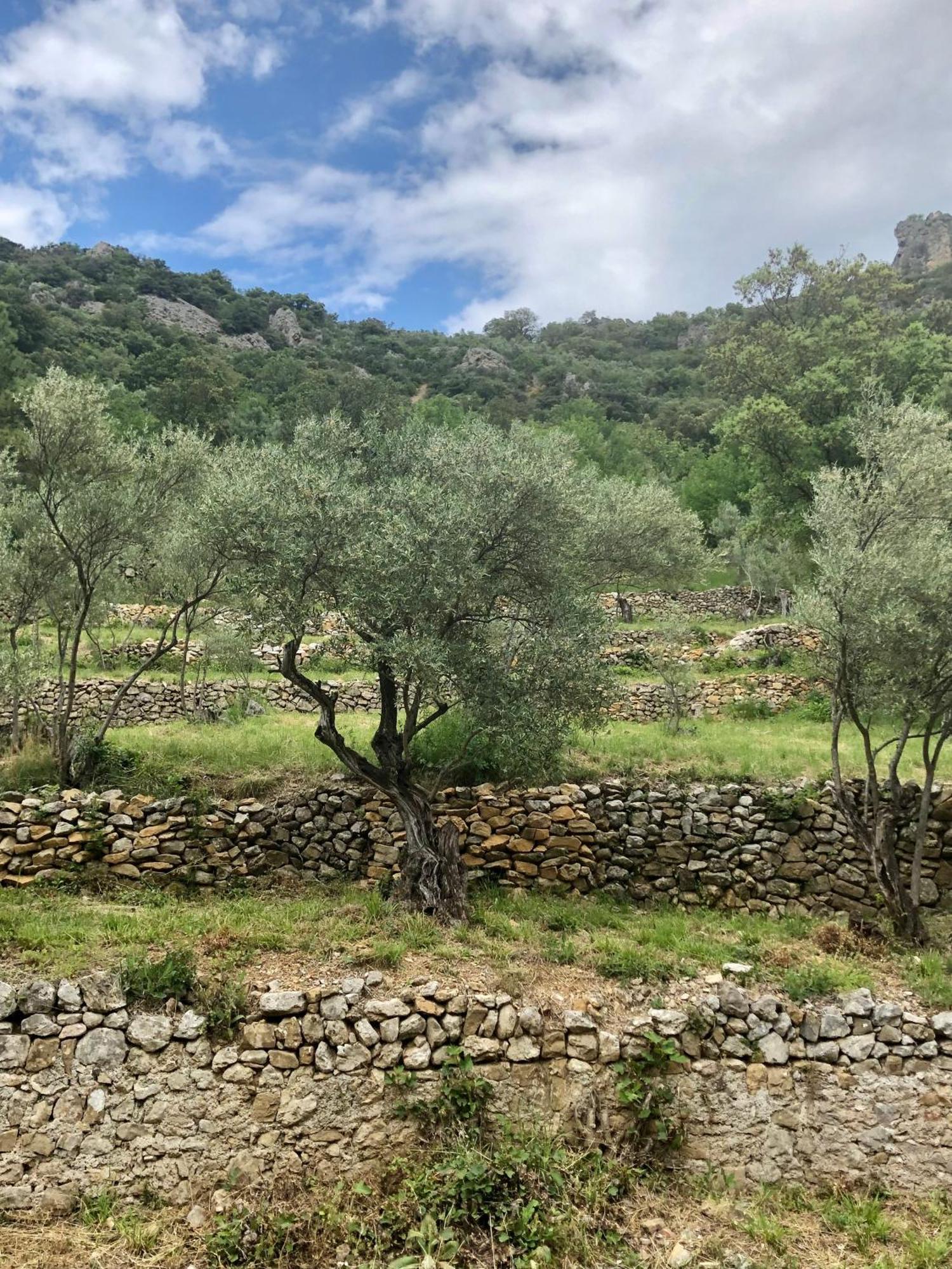 Charmante Maison A Saint Guilhem Le Desert 외부 사진